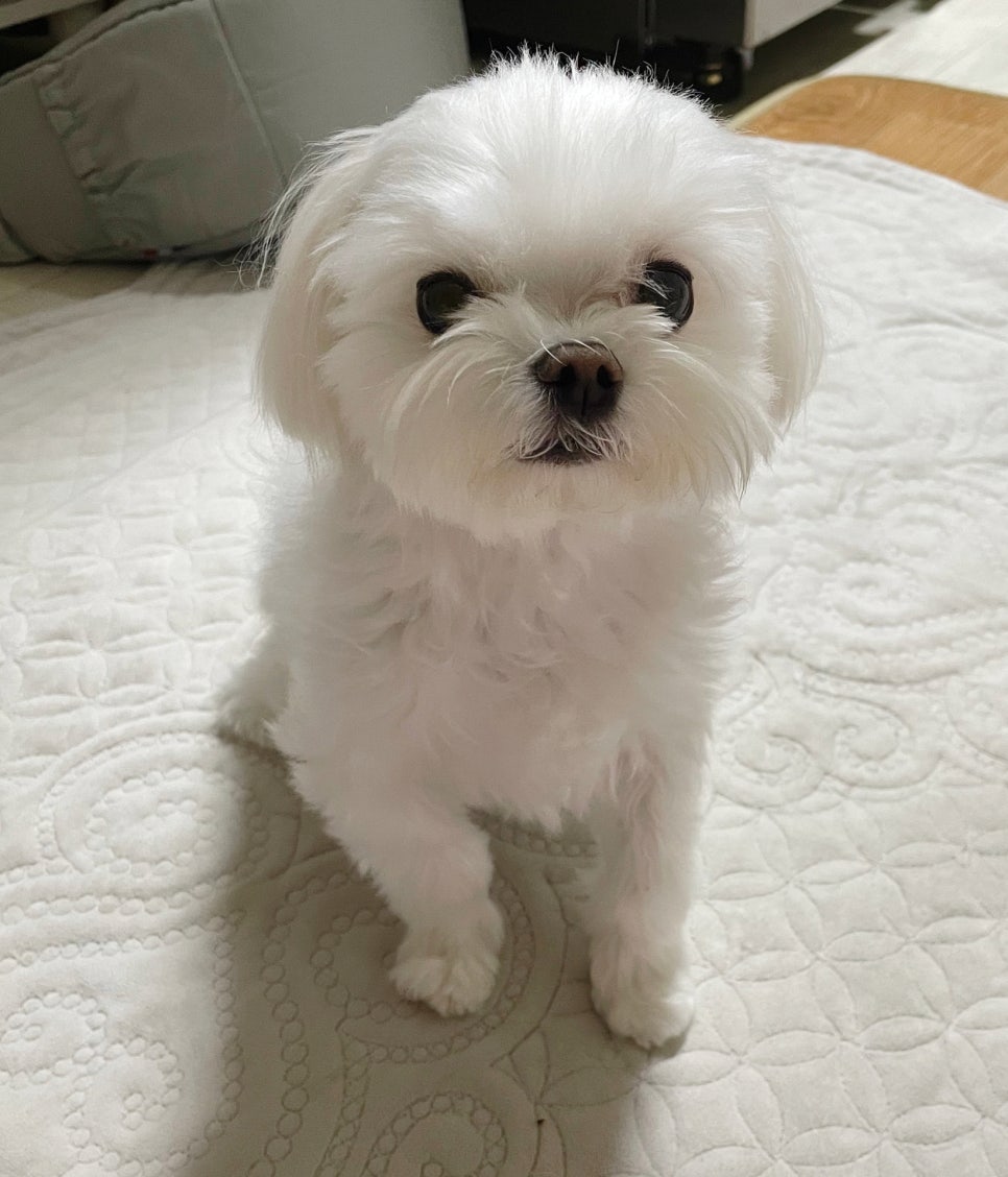 강아지 유치,덧니를 빼고 왔어요 ㅠㅠ 관련 이미지 1