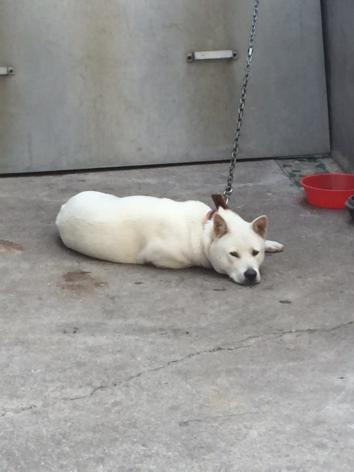 혹시 이 풀들(?) 이름 아시는분 계신가요? 관련 이미지 4