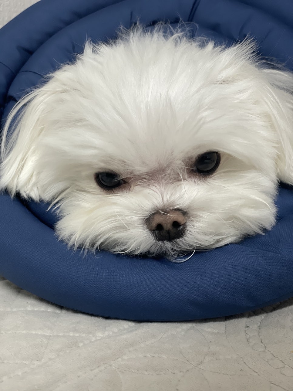 강아지 발바닥이 너무 건조해요 관련 이미지 1