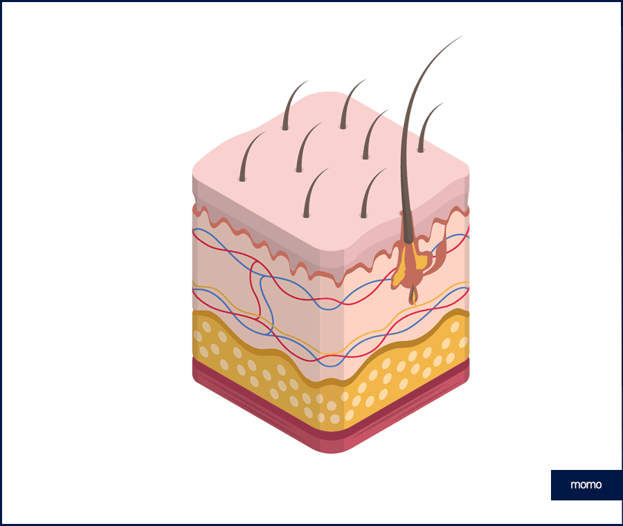앞머리 모발이식 비용 개인에 따라 달라지는 이유 관련 이미지 7