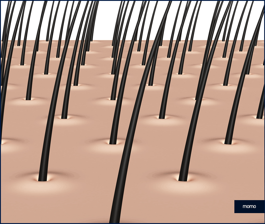 머리카락 자라는 속도 및 남녀별 차이점 관련 이미지 2