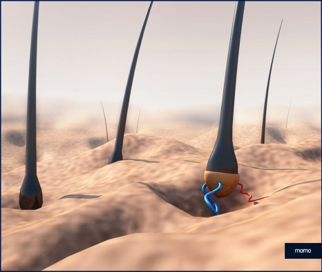 여자 헤어라인 모발이식 외모 자신감을 높이는 관련 이미지 3