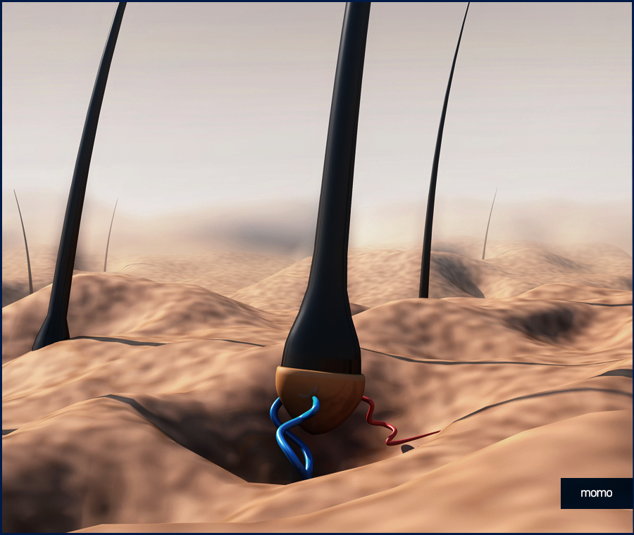 앞머리 모발이식 가격 차이부터 확인하며 관련 이미지 11