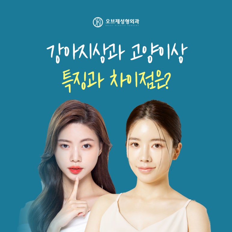 Characteristics and Differences Between Dog-Like and Cat-Like Faces image 1