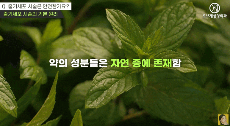 줄기세포시술방법, 효과, 주기, 부작용? 줄기세포주사를 고민하고 계신다면 읽어 보세요 관련 이미지 8