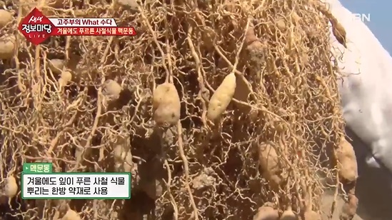 폐에 좋은 음식, 맥문동 관련 이미지 1