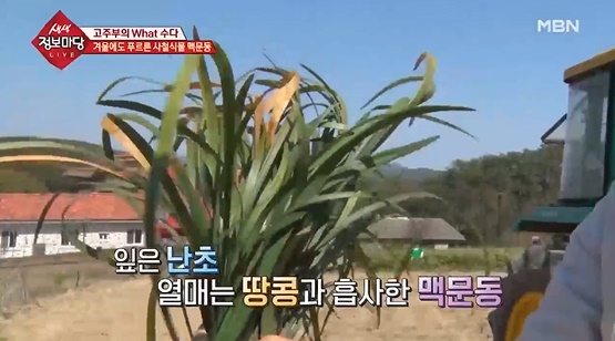 폐에 좋은 음식, 맥문동 관련 이미지 3