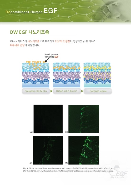 EGF특징,나노리포좀 관련 이미지 2