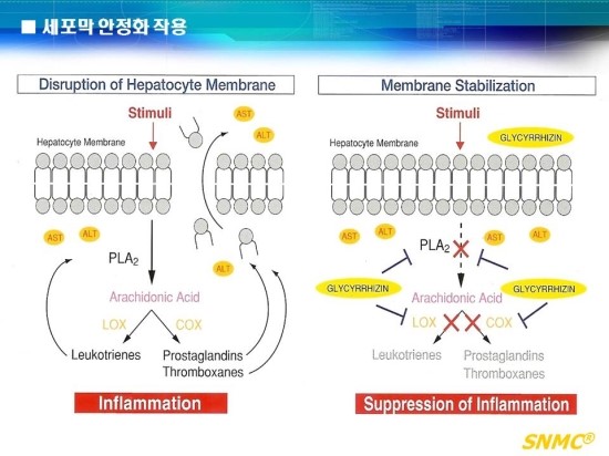 감초주사? 감초주사에 대하여 알아봅시다 [ 도움: 김종서성형외과 원장님 ] 관련 이미지 5