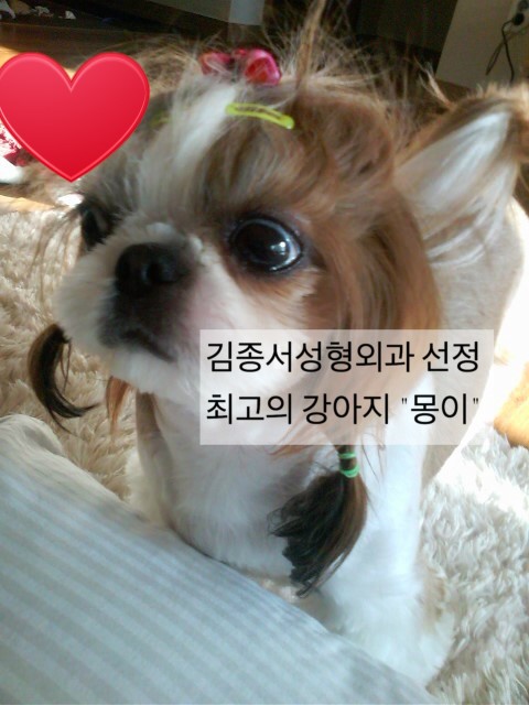 병원에 놀러온 내가 젤 좋아하는 강아지 친구 관련 이미지 1