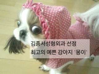 병원에 놀러온 내가 젤 좋아하는 강아지 친구 관련 이미지 4