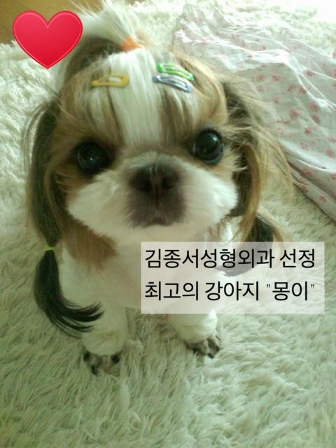 병원에 놀러온 내가 젤 좋아하는 강아지 친구 관련 이미지 2