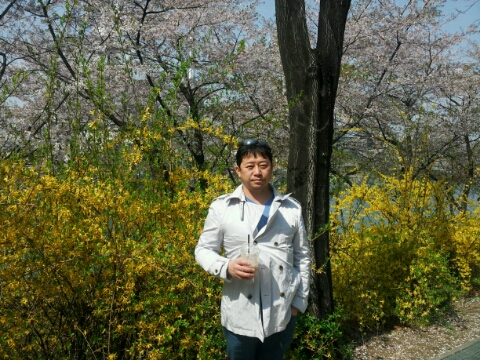 산책길 개나리 완연한 봄입니다 .건강해야 예뻐보입니다/ 김종서성헝외과.안면윤곽 우수병원 관련 이미지 1