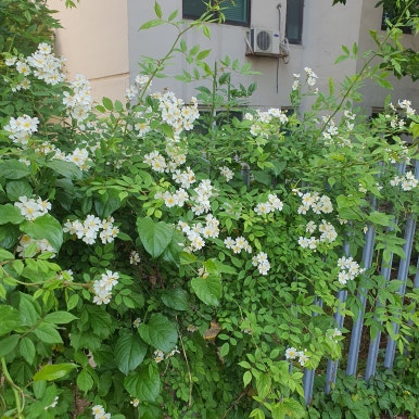 벨뷰 의원 근처 가볼 만한 곳, 명달 근린공원 관련 이미지 6