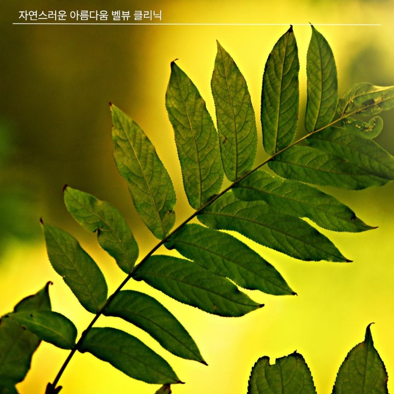 [닥터벨뷰 칼럼 109.] 비대칭의 미학, 완벽한 대칭보다 관련 이미지 3