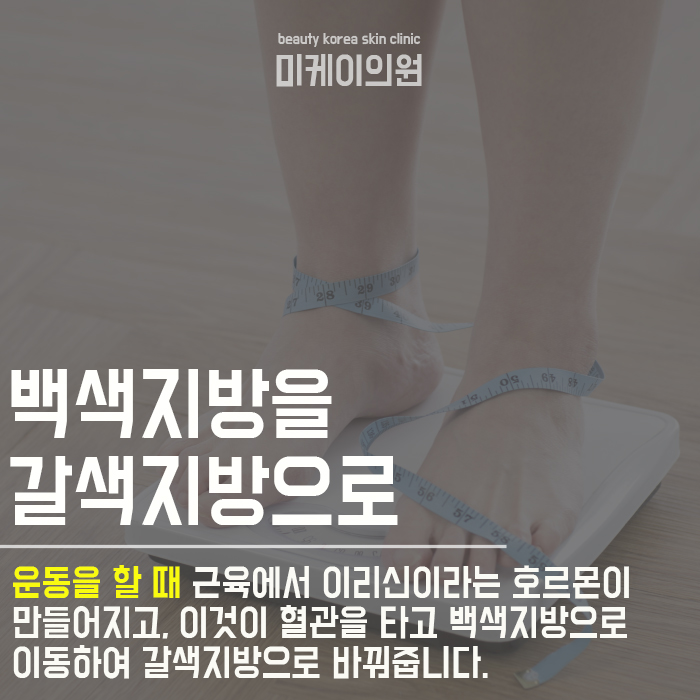 백색지방세포 갈색지방세포 구별해요 관련 이미지 3