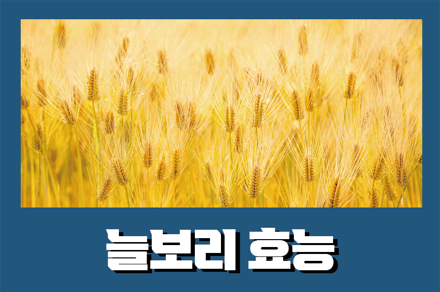 늘보리효능 5가지와 올바르게 먹는 방법 관련 이미지 1