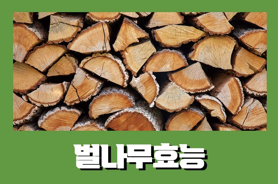 벌나무효능과 복용법에 대해서 관련 이미지 1