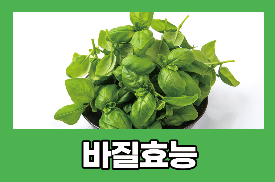 바질효능 5가지와 부작용 알아봐요 관련 이미지 1