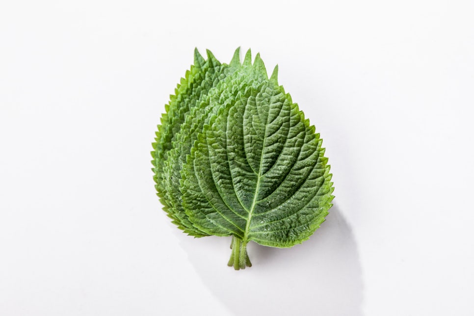 깻잎보관법 효능과 보관법, 씻는 법은 관련 이미지 6