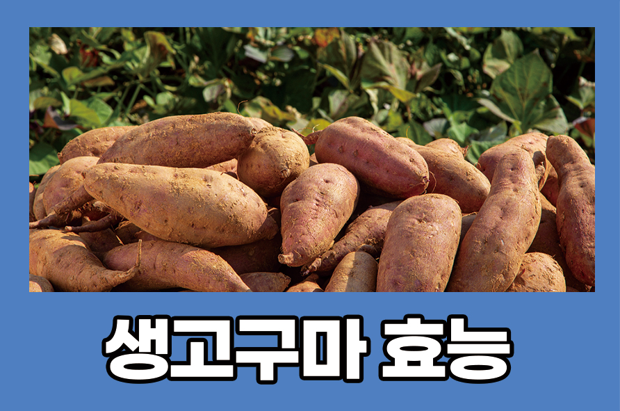 생고구마효능 섭취 권장량과 칼로리, 부작용은 관련 이미지 1