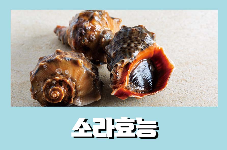 소라효능 다양한 장점과 부작용 주의해서 섭취하자 관련 이미지 1