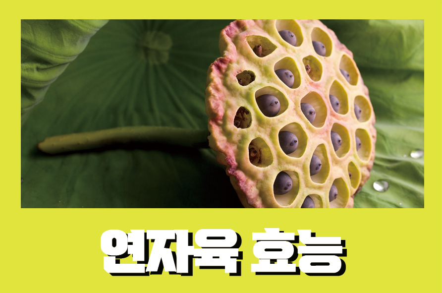 연자육효능 10가지와 부작용들은 관련 이미지 1
