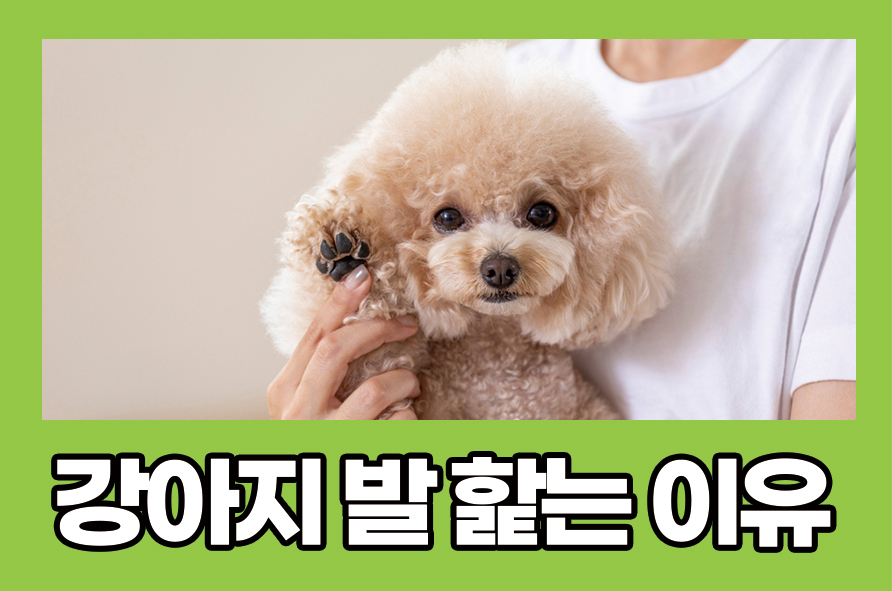 강아지발핥는이유 5가지 이유가 있다고 관련 이미지 1