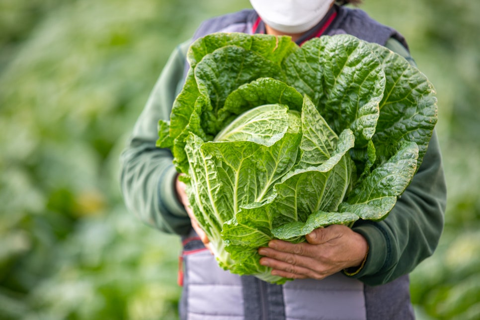 Benefits of Gombobaechu, Peak Season, Cultivation Time, and Side Effects image 6