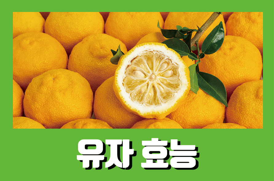 유자효능 6가지와 부작용 알아보자 관련 이미지 1