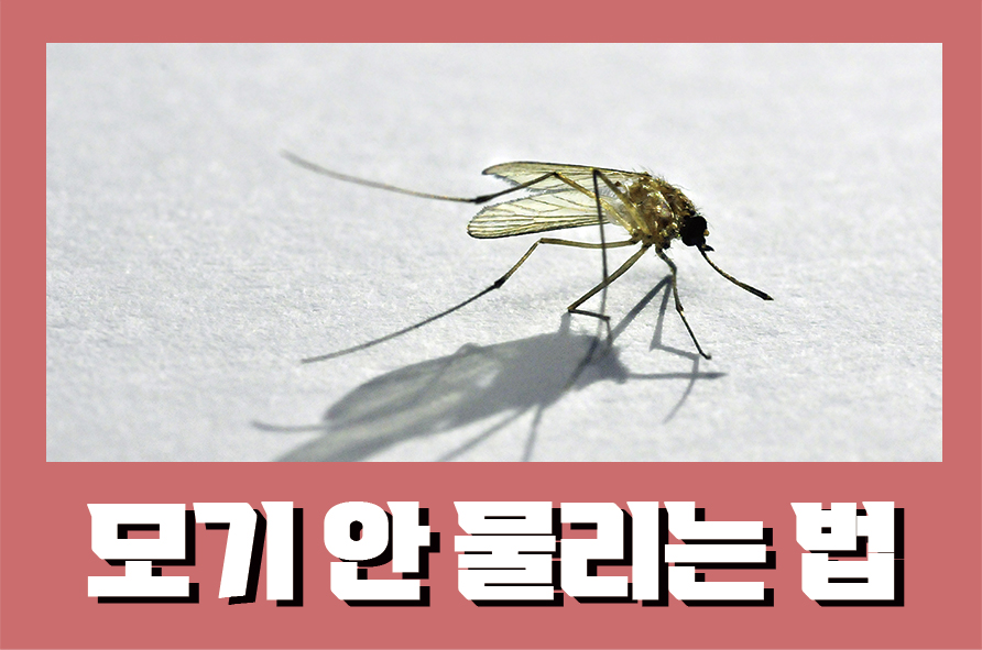 모기안물리는법 알레르기인지 의심하고 퇴치법 알아보기 관련 이미지 1