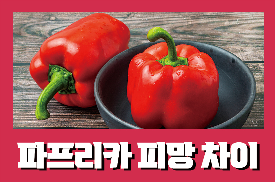 파프리카피망차이 색깔별 효능부터 부작용까지 관련 이미지 1