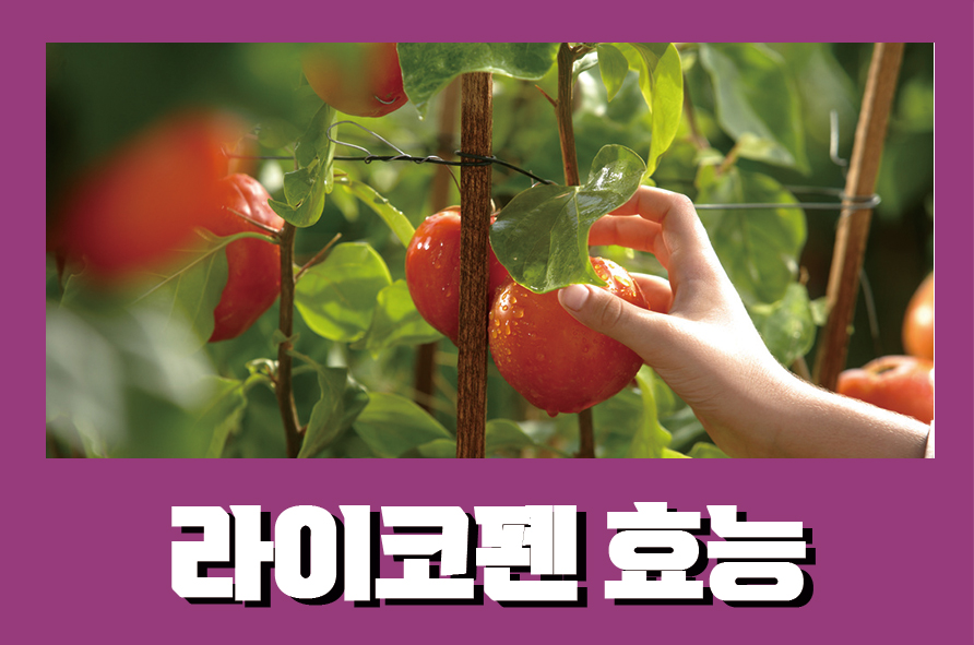 라이코펜효능 7가지와 부작용까지 관련 이미지 1