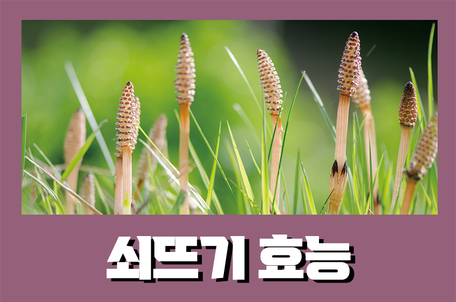 쇠뜨기효능 영양소별 효능과 먹는방법, 부작용까지 관련 이미지 1