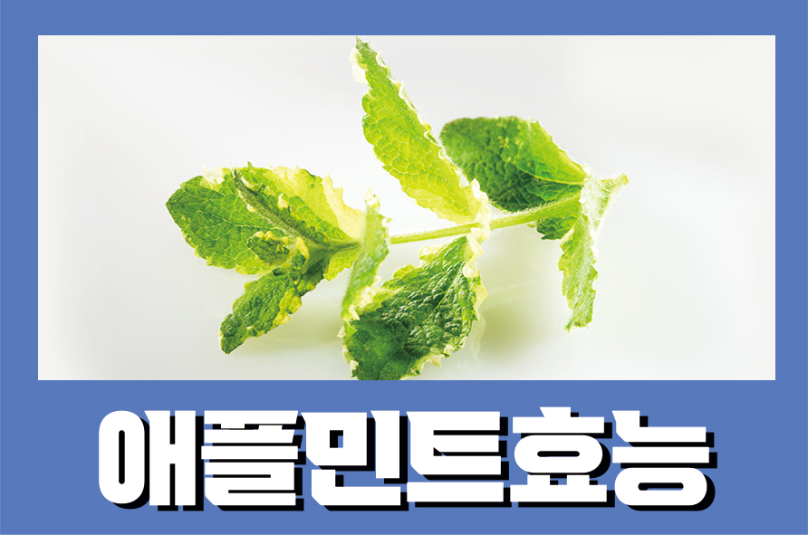 애플민트효능 페퍼민트효능 강력한 항균 효과를 가진 관련 이미지 1