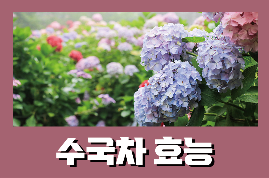 수국차효능 8가지와 부작용까지 관련 이미지 1