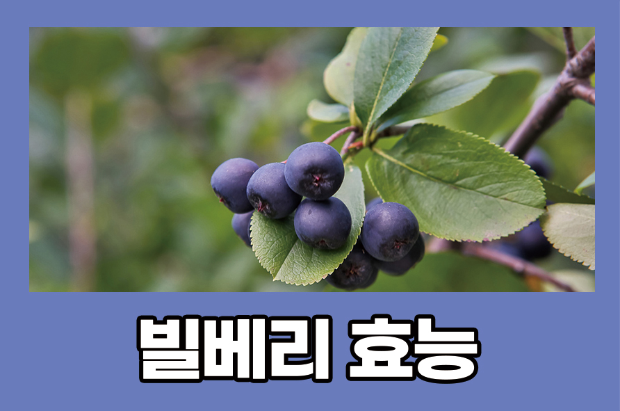 빌베리효능 5가지 항산화 물질이 풍부해요 관련 이미지 1
