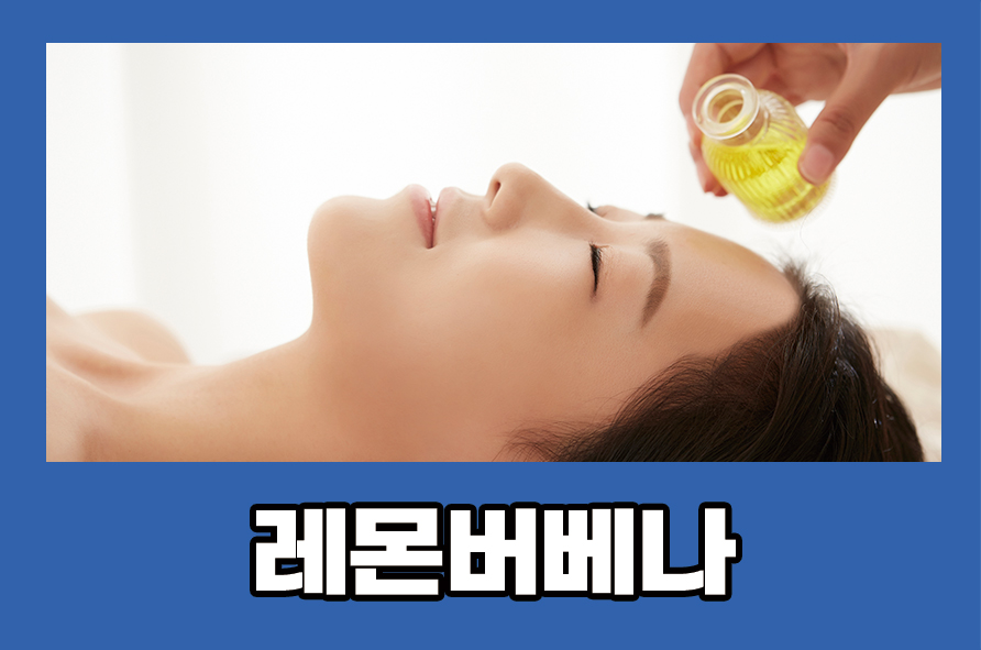 레몬버베나 키우기 효능 알려드릴게요 관련 이미지 1