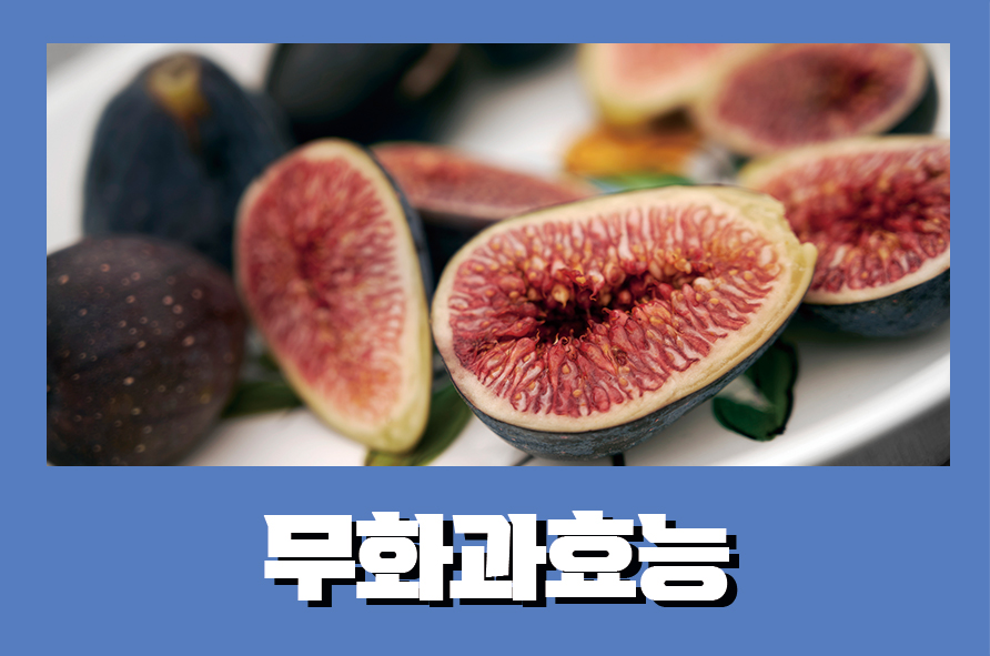 무화과효능과 부작용 알고먹자구요 관련 이미지 1