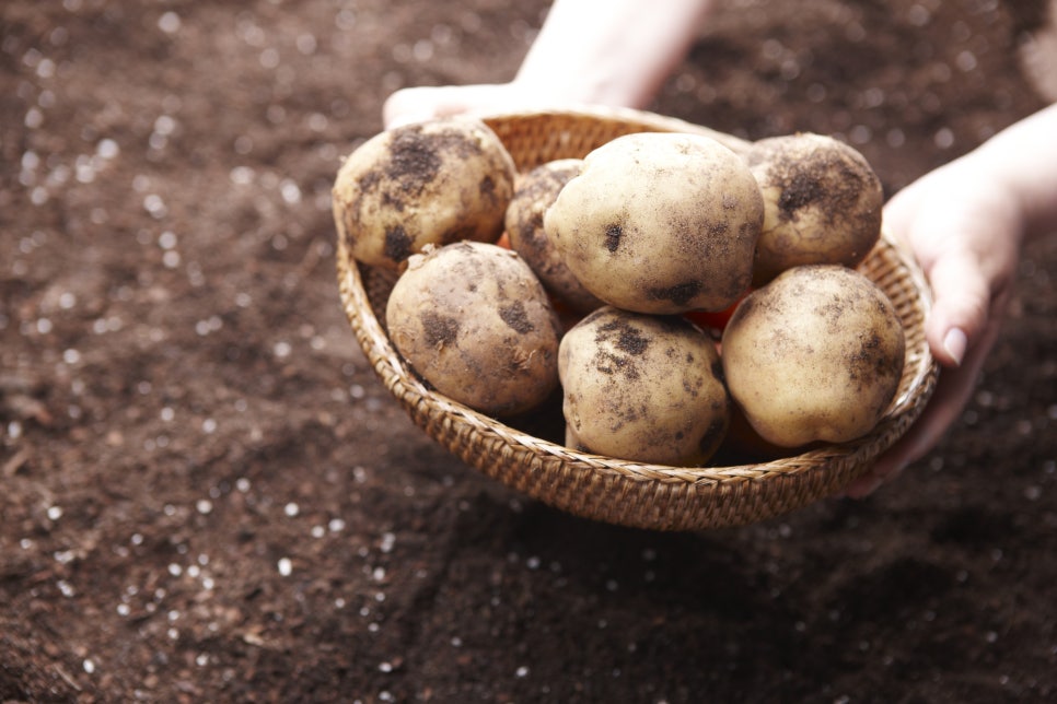 About Whether It Is Okay to Cut Out Potato Sprouts and Eat Them, and How to Remove Them image 2