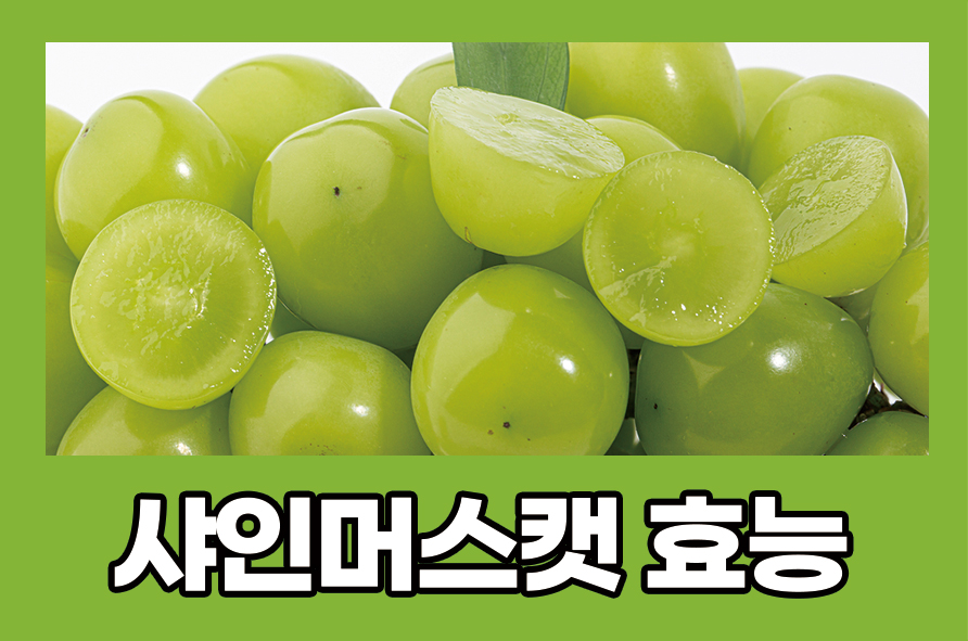 샤인머스캣효능 칼로리랑 당도 알아봐요 관련 이미지 1