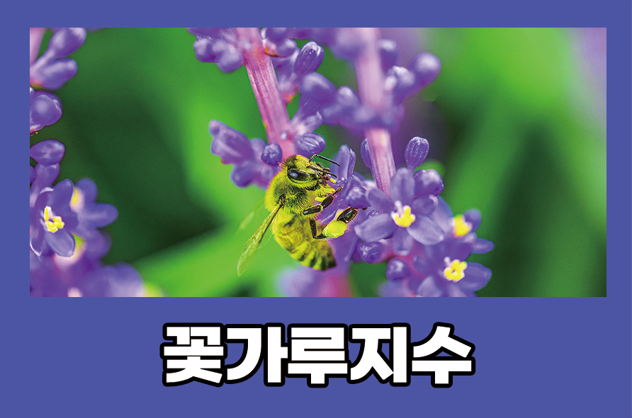 꽃가루지수 알레르기 원인과 치료 예방법 관련 이미지 1