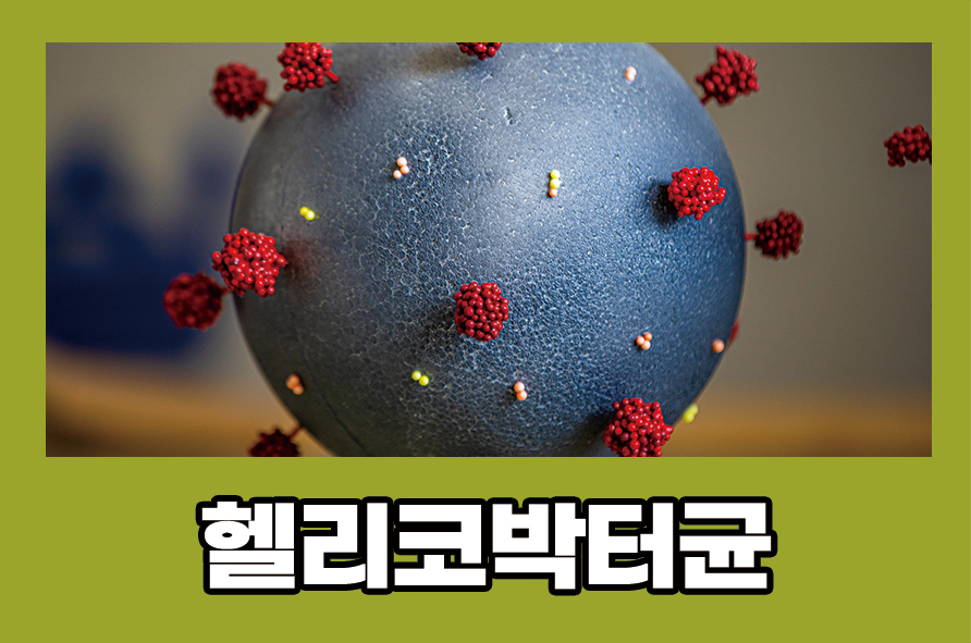 헬리코박터균 전염 원인 증상, 치료까지 관련 이미지 1
