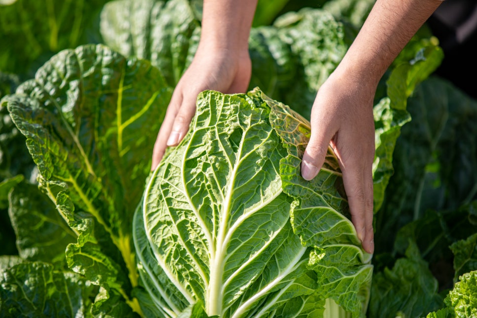 Benefits of Gombobaechu, Peak Season, Cultivation Time, and Side Effects image 5
