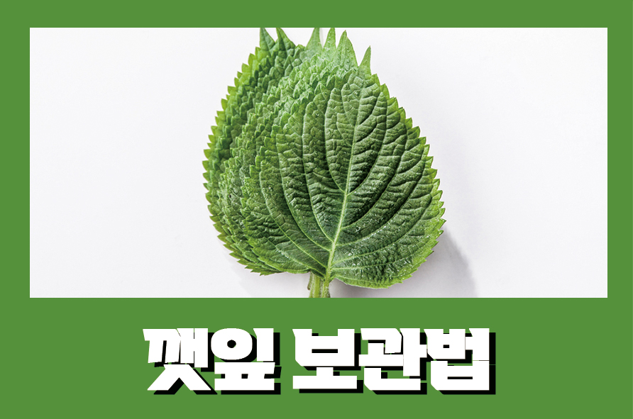 깻잎보관법 효능과 보관법, 씻는 법은 관련 이미지 1