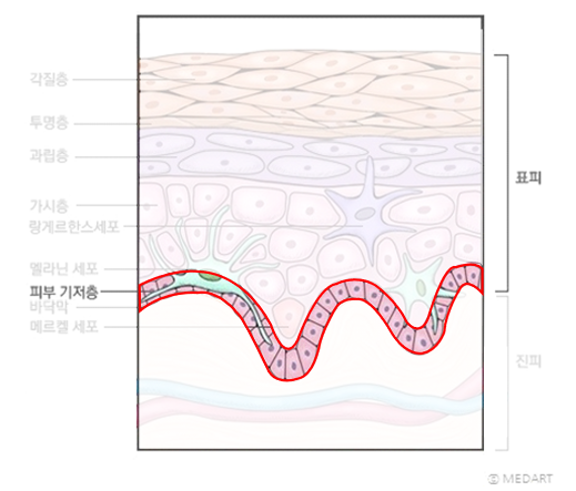 피부의 구조(표피, 진피, 피하조직) | 피부과전문의 오가나 관련 이미지 9