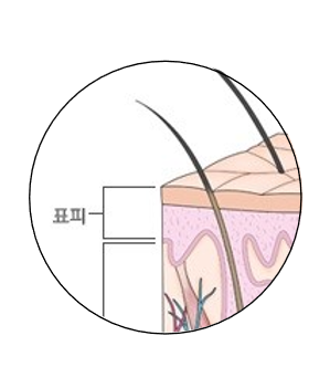 피부의 구조(표피, 진피, 피하조직) | 피부과전문의 오가나 관련 이미지 3