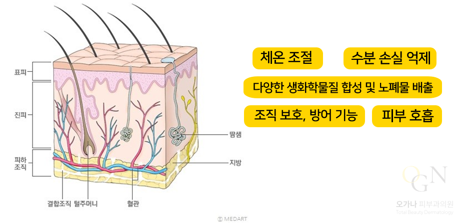 피부의 구조(표피, 진피, 피하조직) | 피부과전문의 오가나 관련 이미지 1