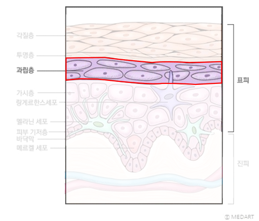 피부의 구조(표피, 진피, 피하조직) | 피부과전문의 오가나 관련 이미지 7