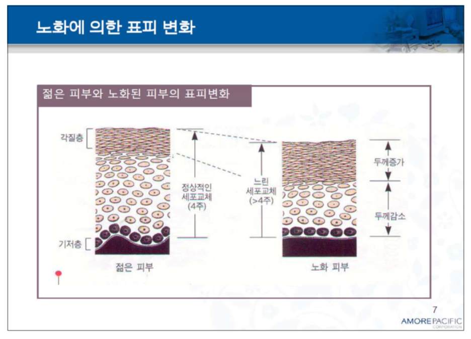 피부장벽 무너짐 원인과 크림 성분 3가지 추천 - 논문발췌 관련 이미지 4
